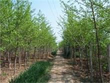 銀杏種植與經(jīng)營(yíng)的現(xiàn)代化路徑——以山東德誠(chéng)銀杏苗木基地為例