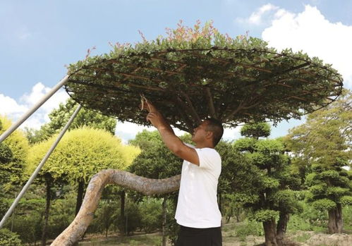 退伍軍人錢星星 褪下戎裝種新綠，帶動農(nóng)戶共致富