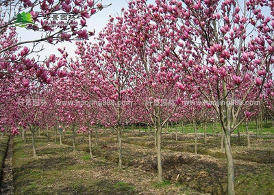 辛夷的選購渠道與農(nóng)副產(chǎn)品銷售指南