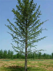 銀杏樹銷售指南 旭堯苗木種植與25公分銀杏樹價(jià)格解析