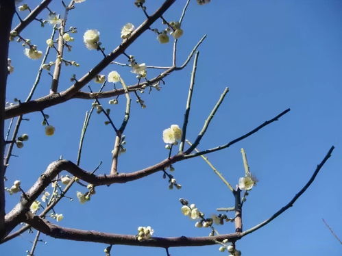 園林綠化技術詳解 六大苗木修剪方法與高效樹木種植經營策略