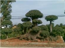 長沙長瀏苗木園藝 精品綠化苗木供應與種植經營服務