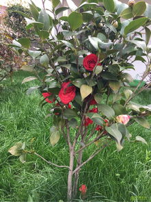 誠信經營 樹木種植行業穩健發展的基石