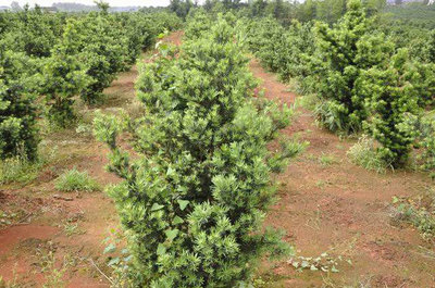 鹽堿地綠化苗木栽植與經(jīng)營(yíng)關(guān)鍵技術(shù)要點(diǎn)