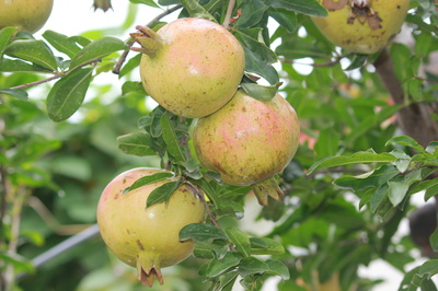 安徽賽宇 以匠心深耕樹(shù)木種植，用善心鑄就企業(yè)發(fā)展