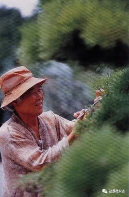 從接待過(guò)領(lǐng)導(dǎo)人的盆景園，看一個(gè)農(nóng)夫的產(chǎn)業(yè)生命旅程