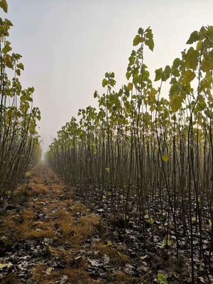 2020-2021年無(wú)絮楊樹(shù)苗市場(chǎng)報(bào)價(jià)分析與農(nóng)副產(chǎn)品銷售策略探討