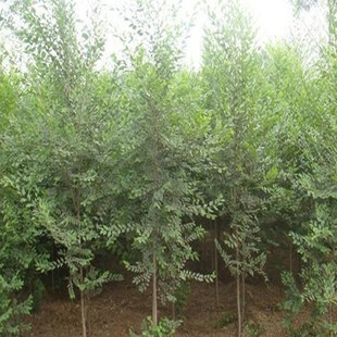 榆樹(shù)選購(gòu)指南 知名品牌推薦與購(gòu)買渠道全解析